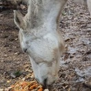 Candi Ausman tweet media