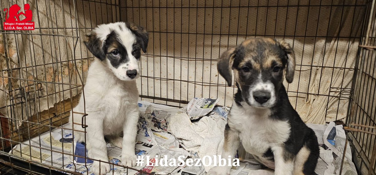 Lida sez. Olbia ODV tweet media