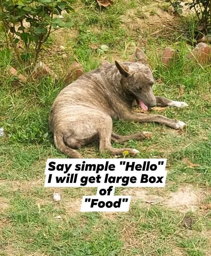 Help Street Dogs tweet media