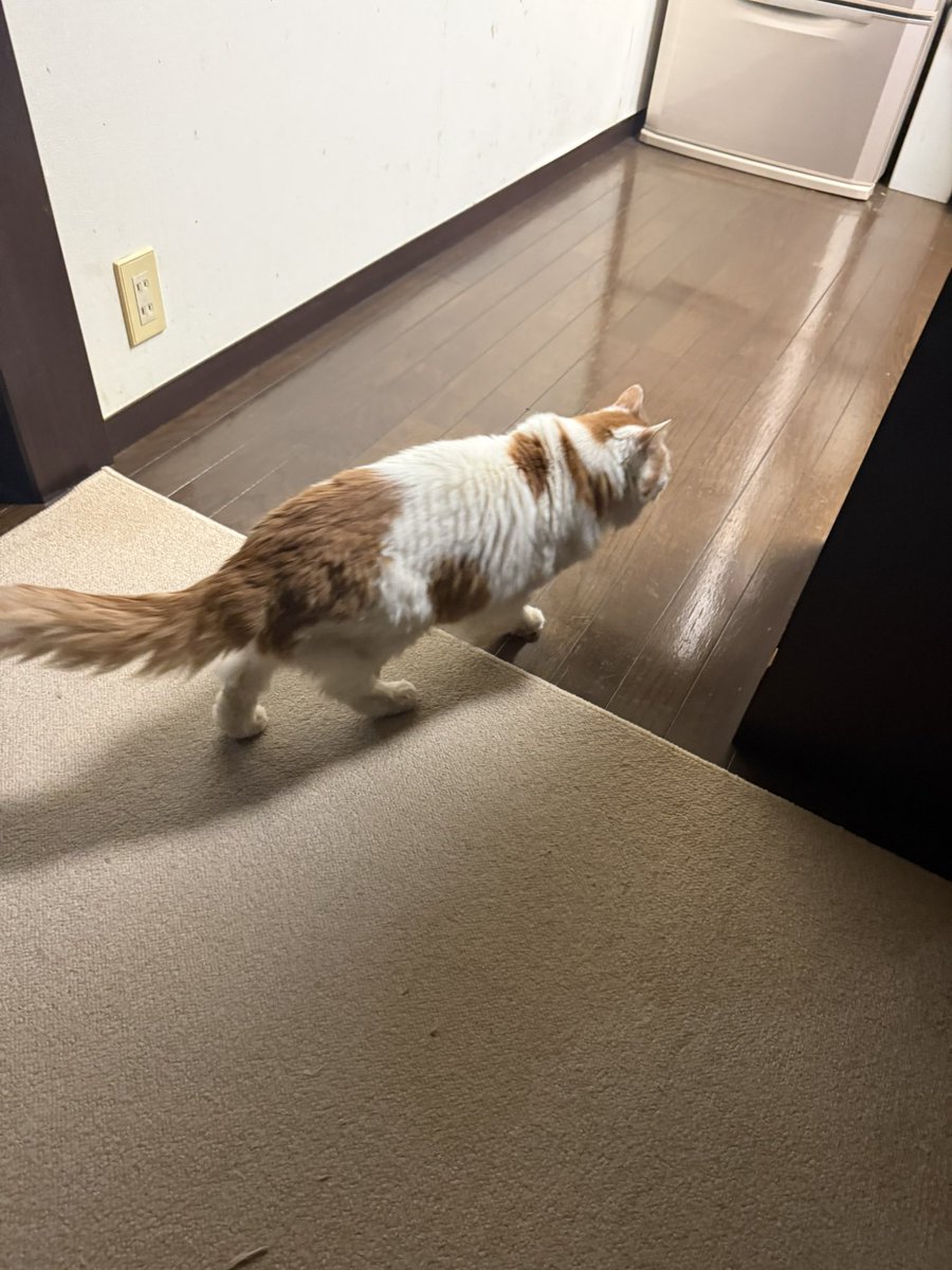 霧島 響 tweet media