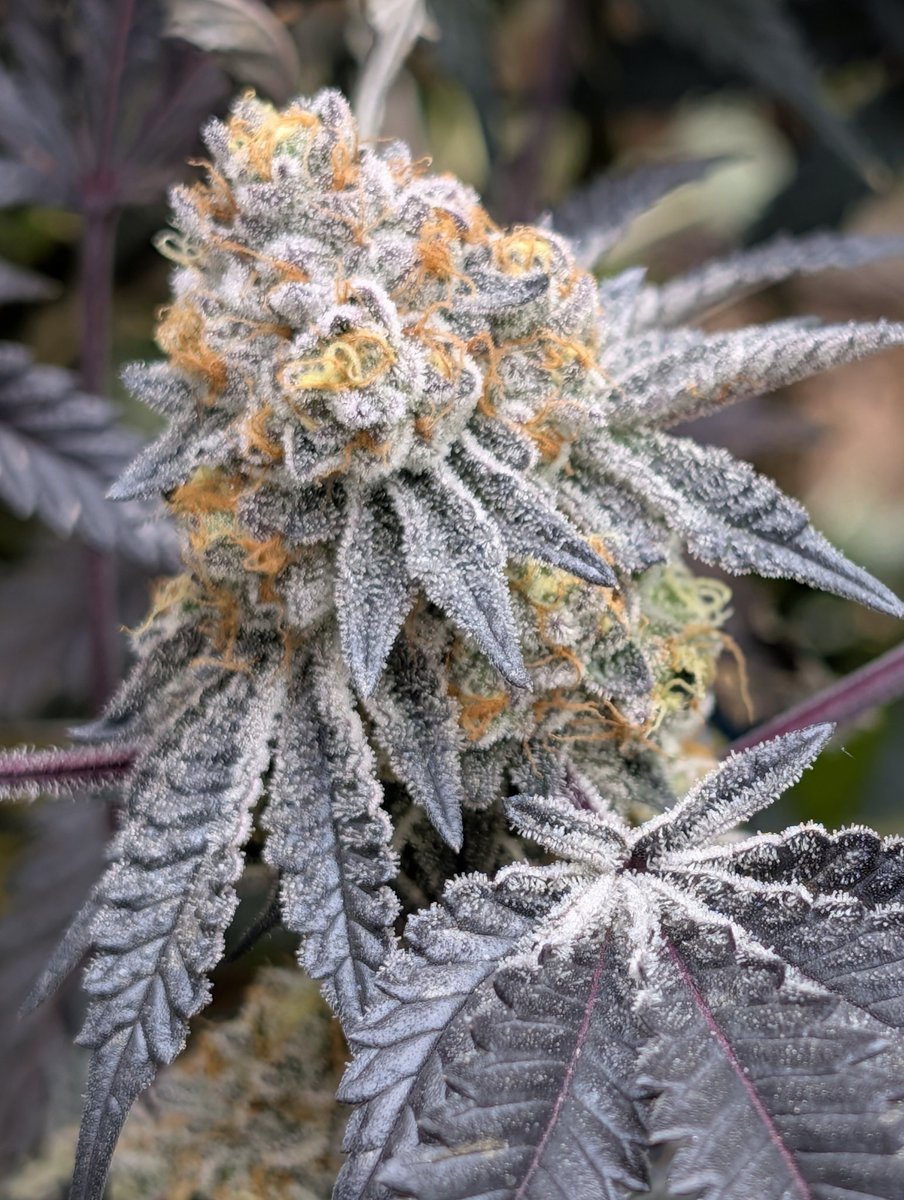 Locals Only tweet media