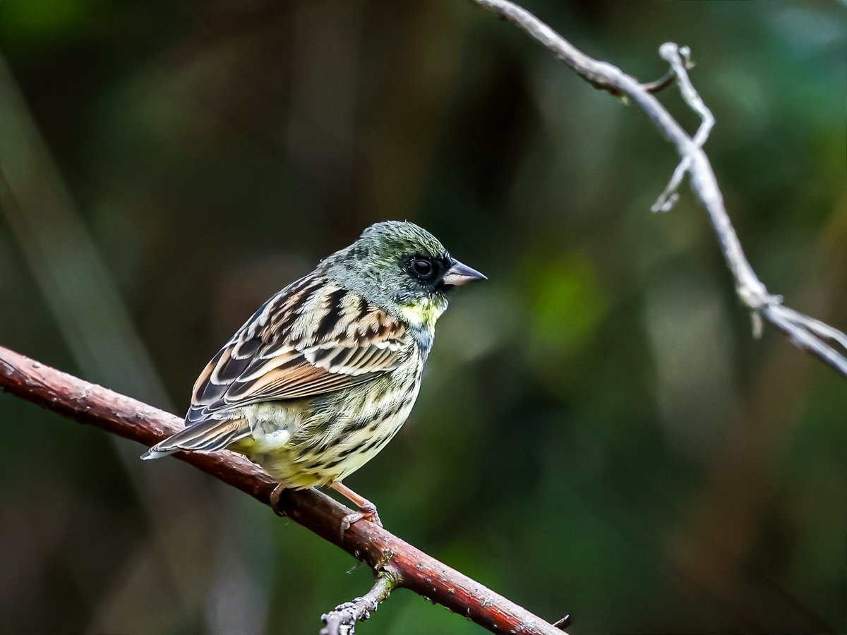 トラッタ tweet media