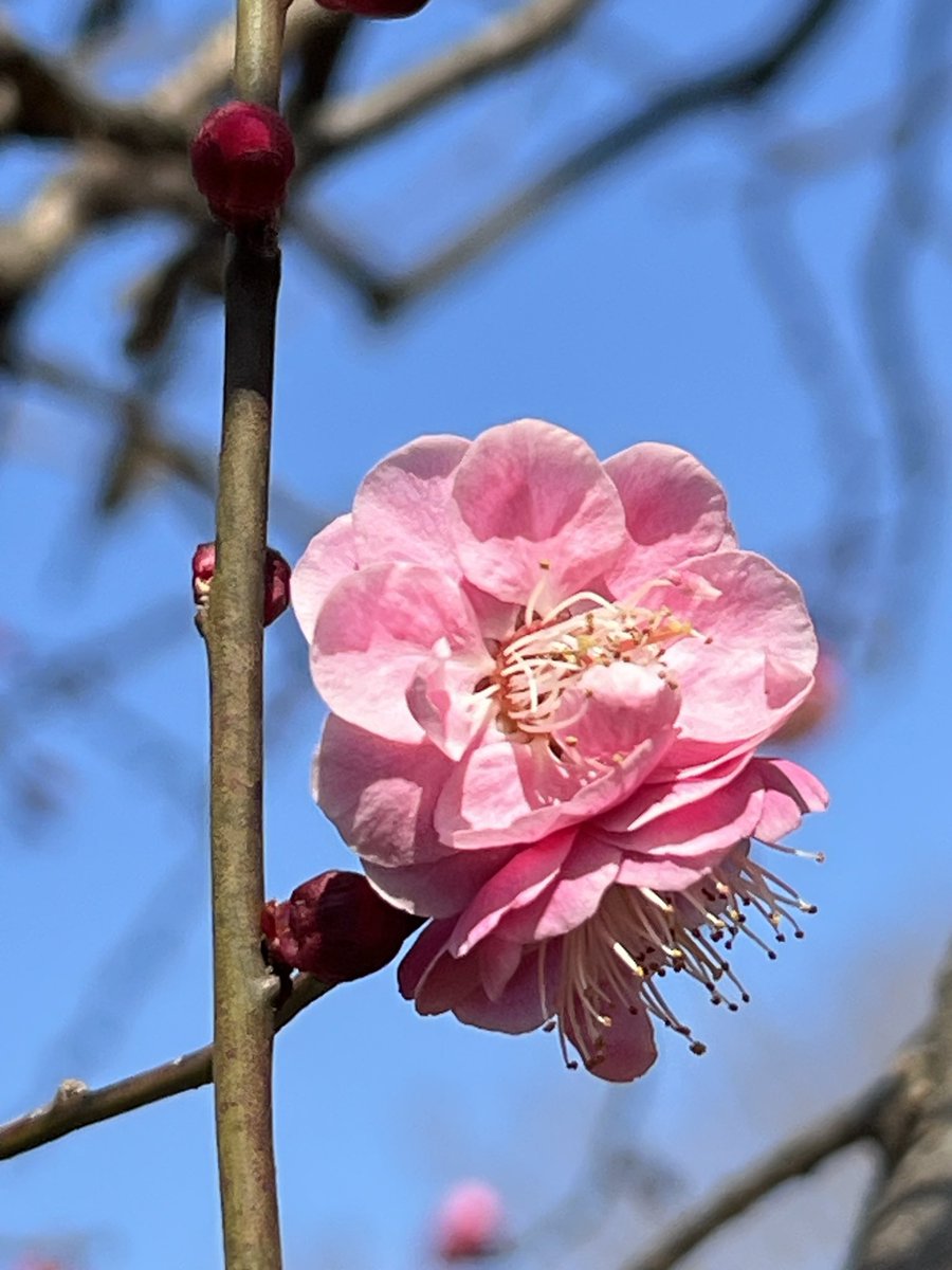 小夜子 tweet media