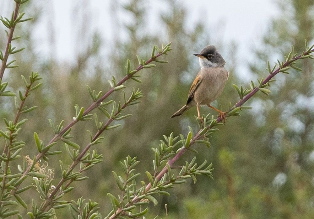 Alan Davies tweet media
