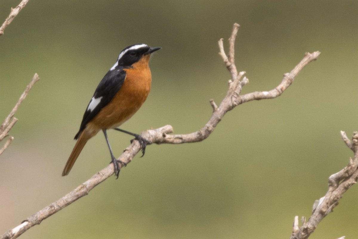 Alan Davies tweet media