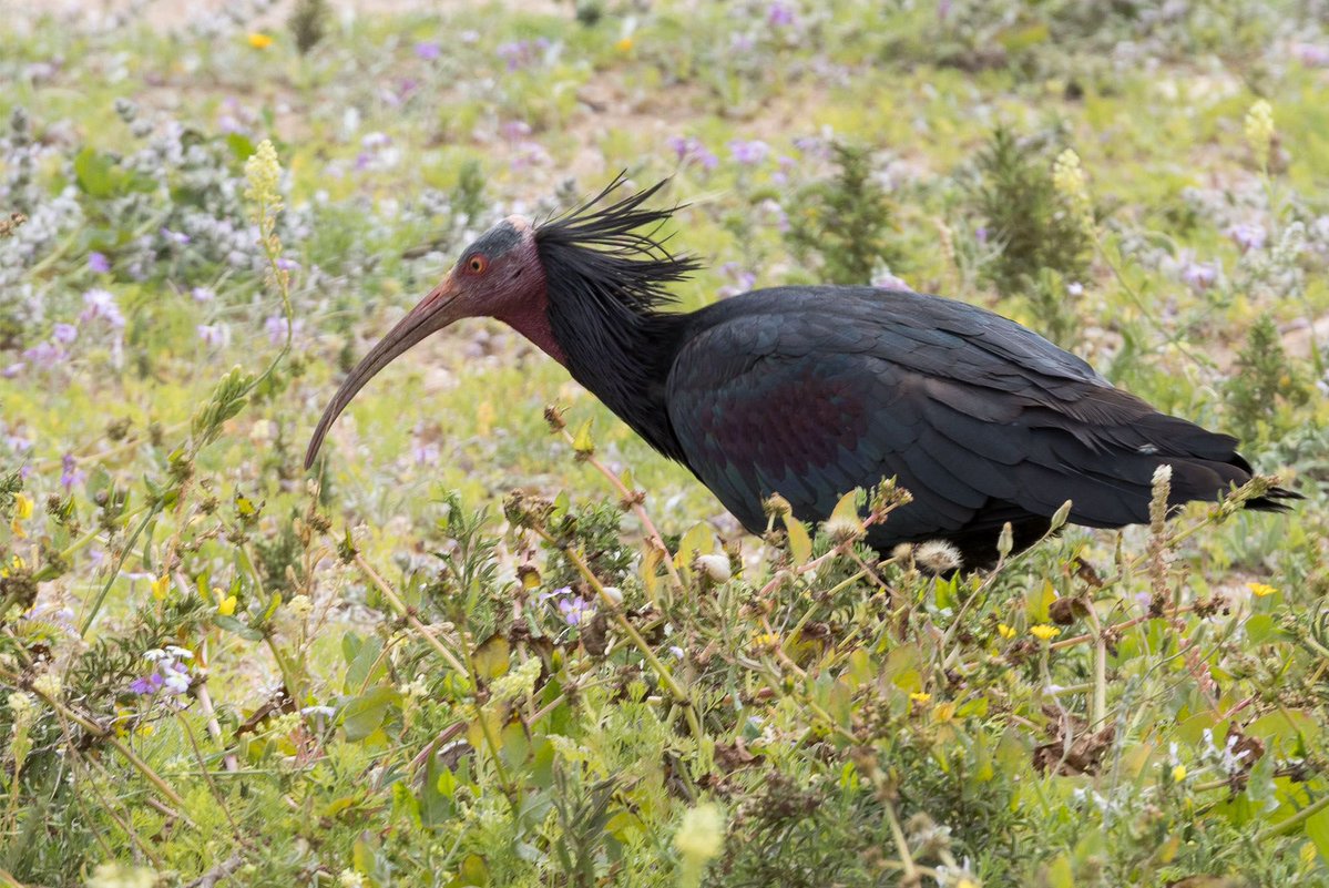Alan Davies tweet media
