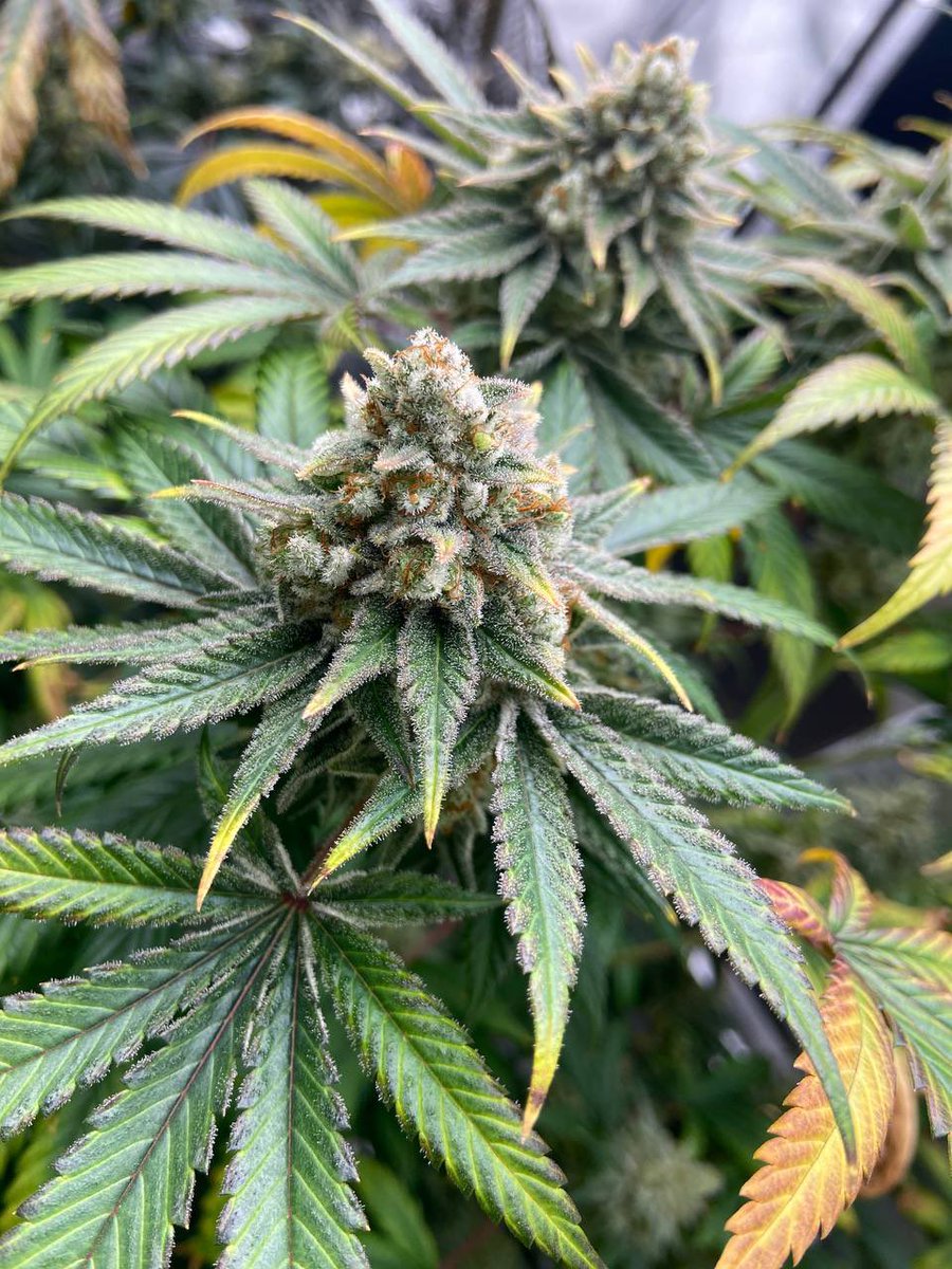 🍃Weed Rat🐁➡️ FurTheMore 27’ tweet media