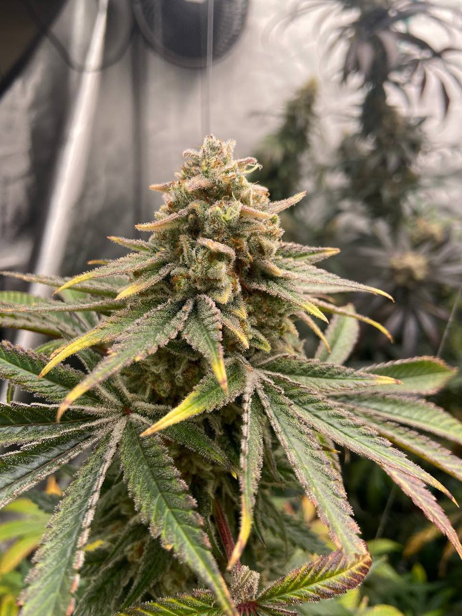 🍃Weed Rat🐁➡️ FurTheMore 27’ tweet media