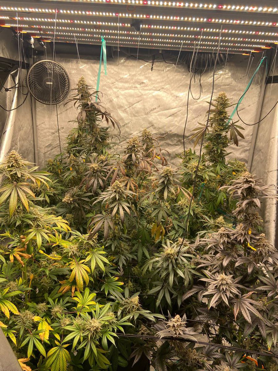 🍃Weed Rat🐁➡️ FurTheMore 27’ tweet media