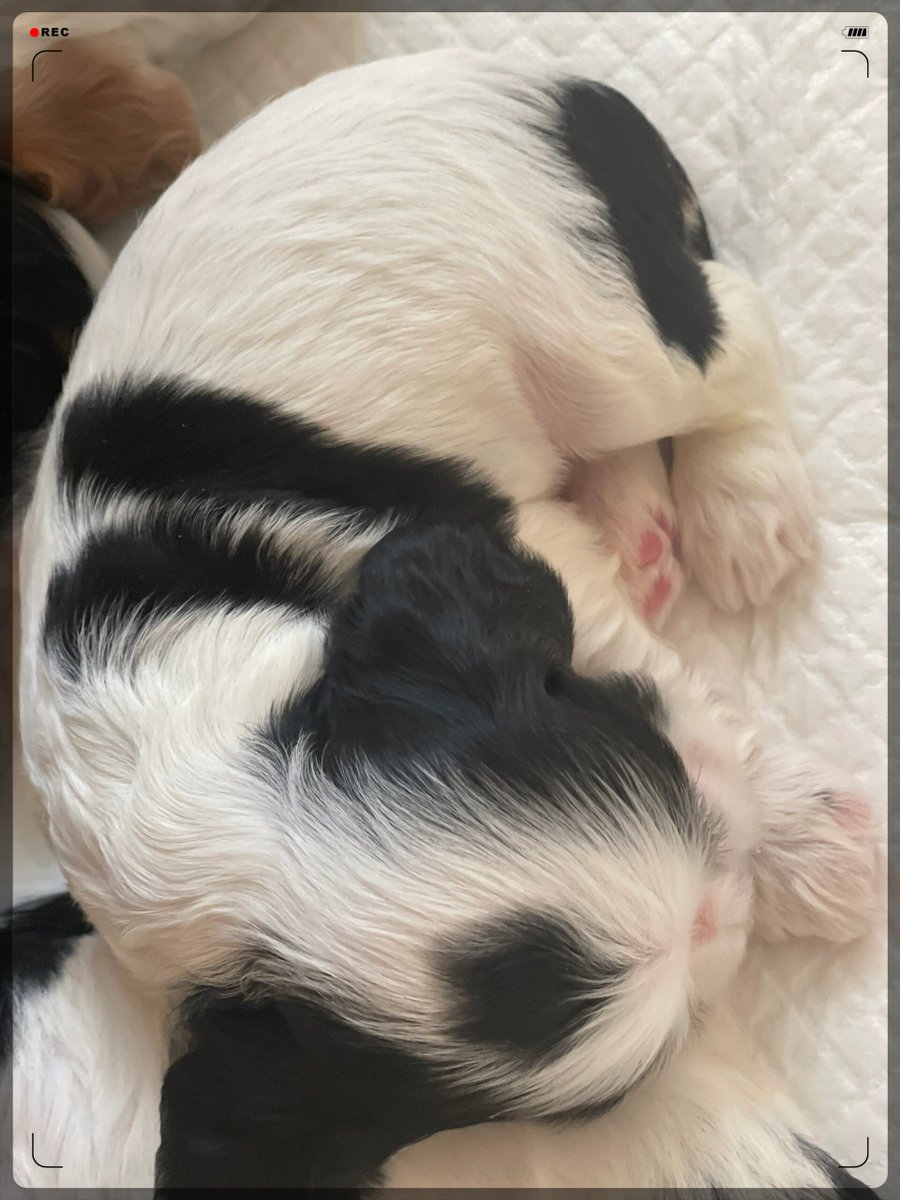 Niaz Hossain tweet media