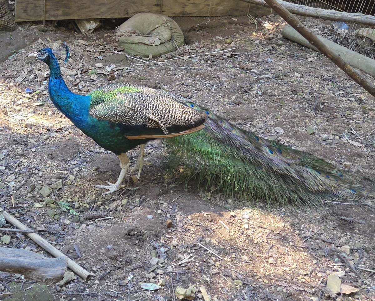 Rad got moved to his outdoor aviary today! He spends his winters in an insulated indoor woodshed-turned-peacock apartment. 
#radthepeacock