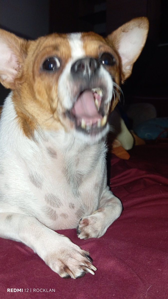 Rolan Mendez tweet media