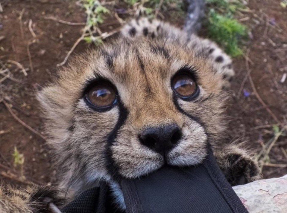 Mountain Ğeneral tweet media