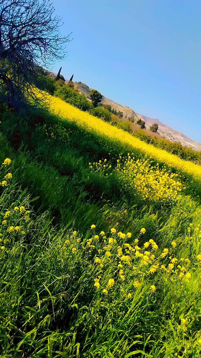 🐼 إلهام 🇩🇿 tweet media