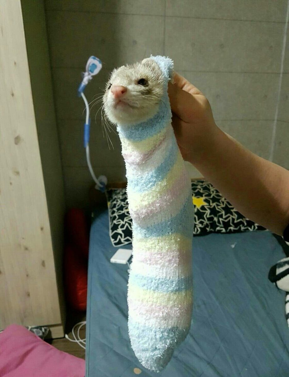 강우진 페럿 tweet media