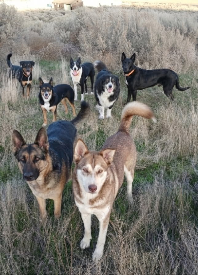 DamnedDogsFella tweet media