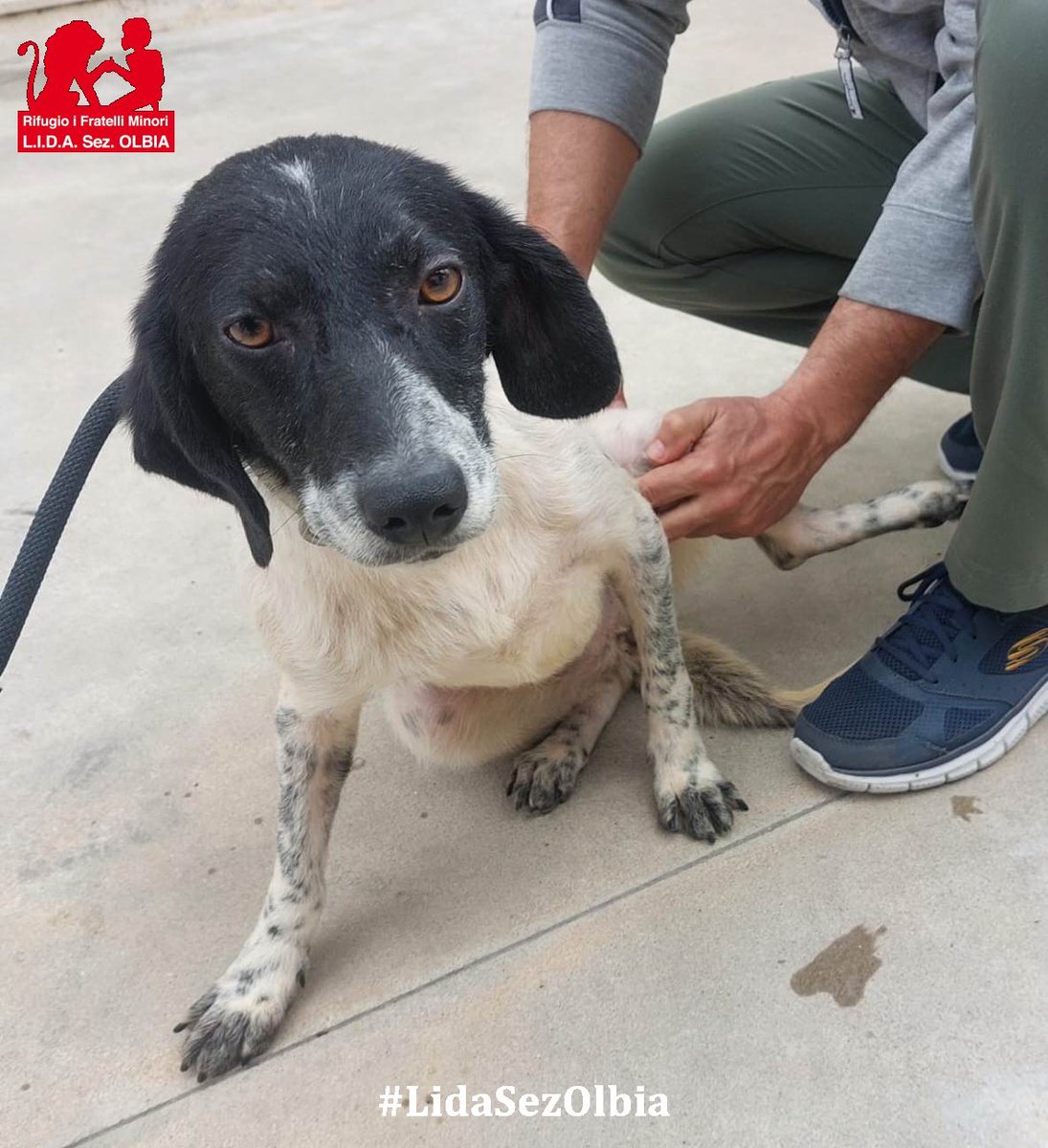 Lida sez. Olbia ODV tweet media