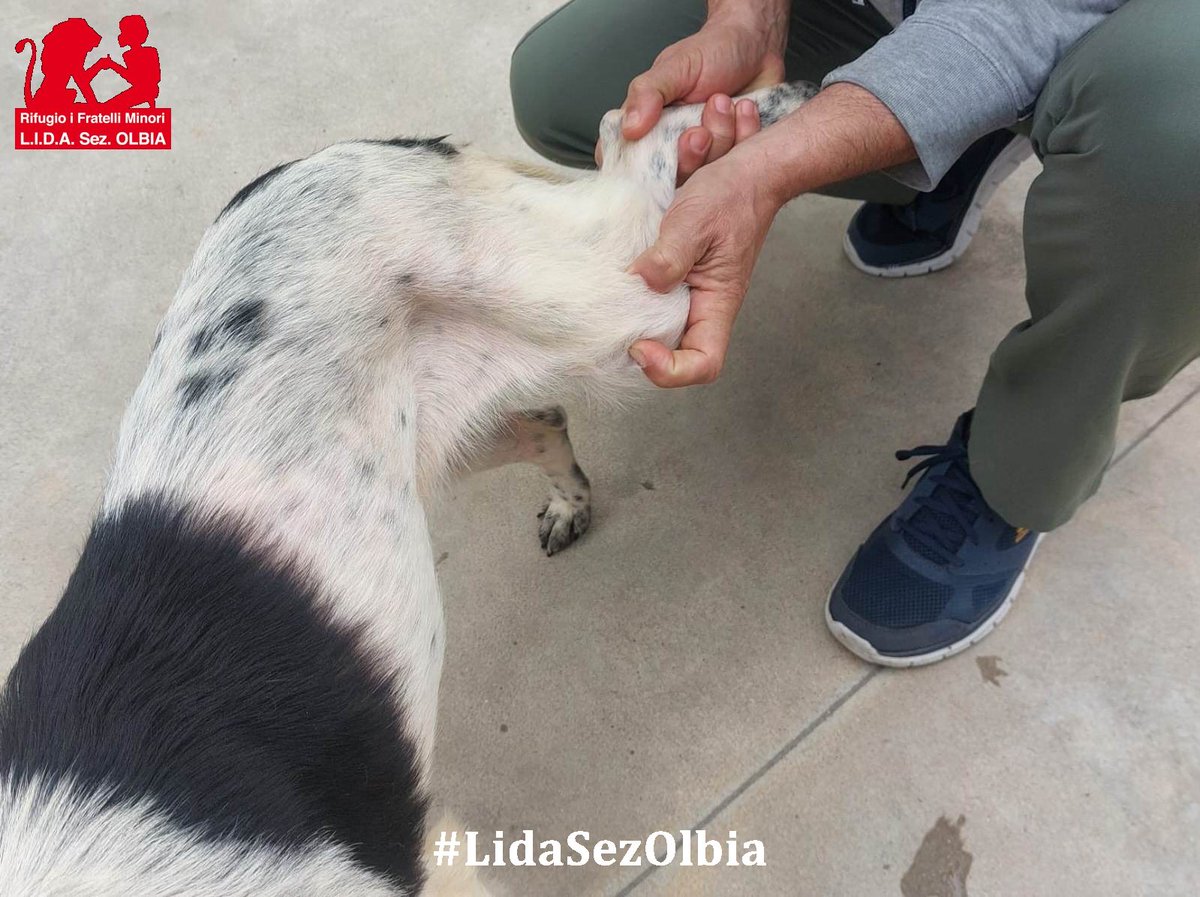 Lida sez. Olbia ODV tweet media