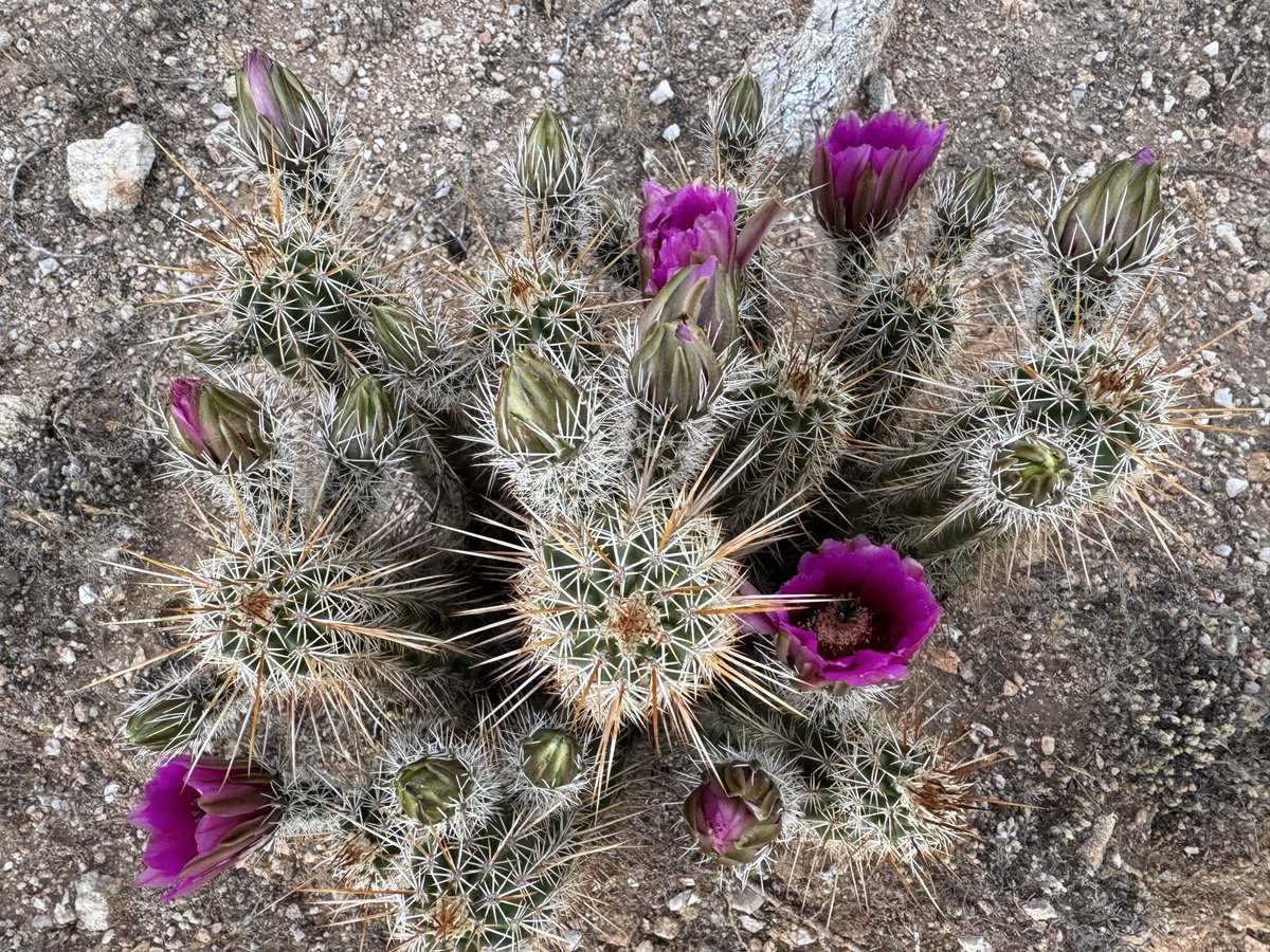 The Metaxy tweet media