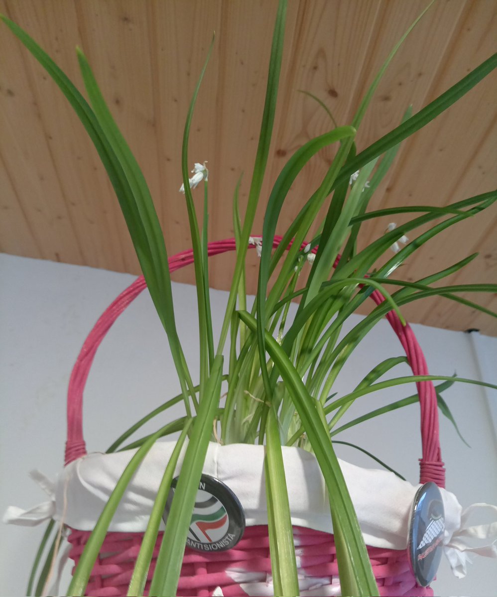 Xoaniña Roxa. tweet media