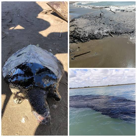 Hectorcolinc's tweet photo. Votaste por MORENA, también eres responsable del derrame de hidrocarburos en #Veracruz

#derrame #pemex https://t.co/wb3Rh5hp58