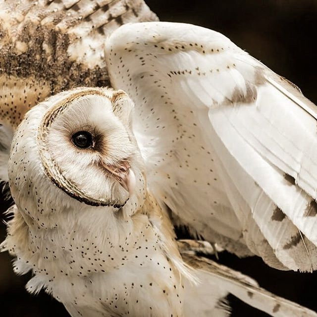 alê 𓏲ּ | jurídico aleloy tweet media