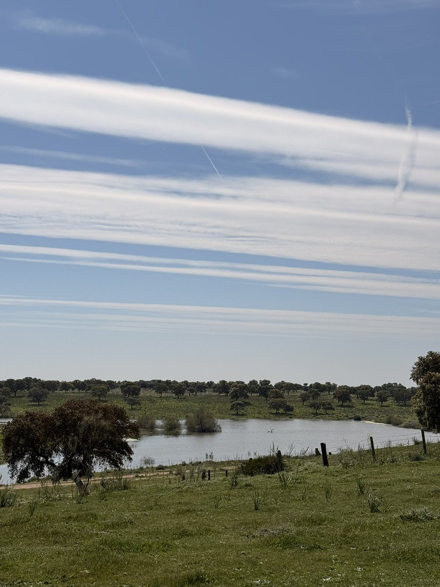 Román Collado tweet media