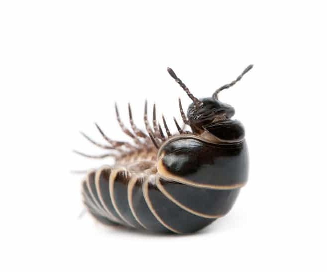 pillywilly tweet media