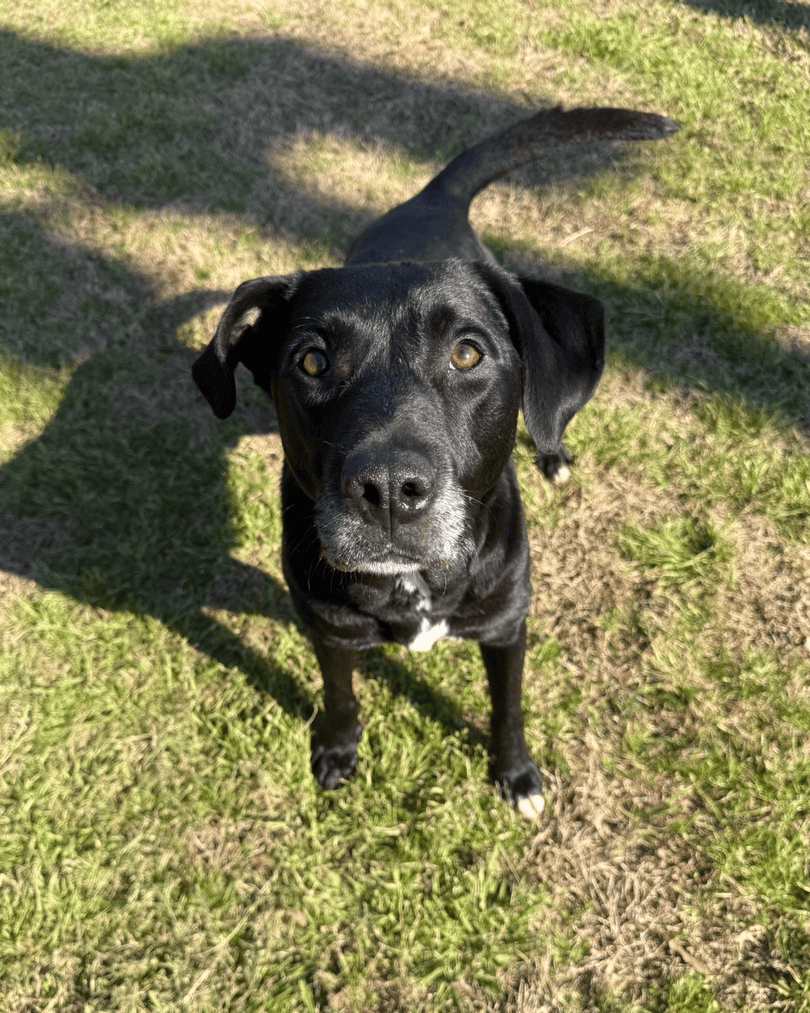 Memphis Humane Society tweet media