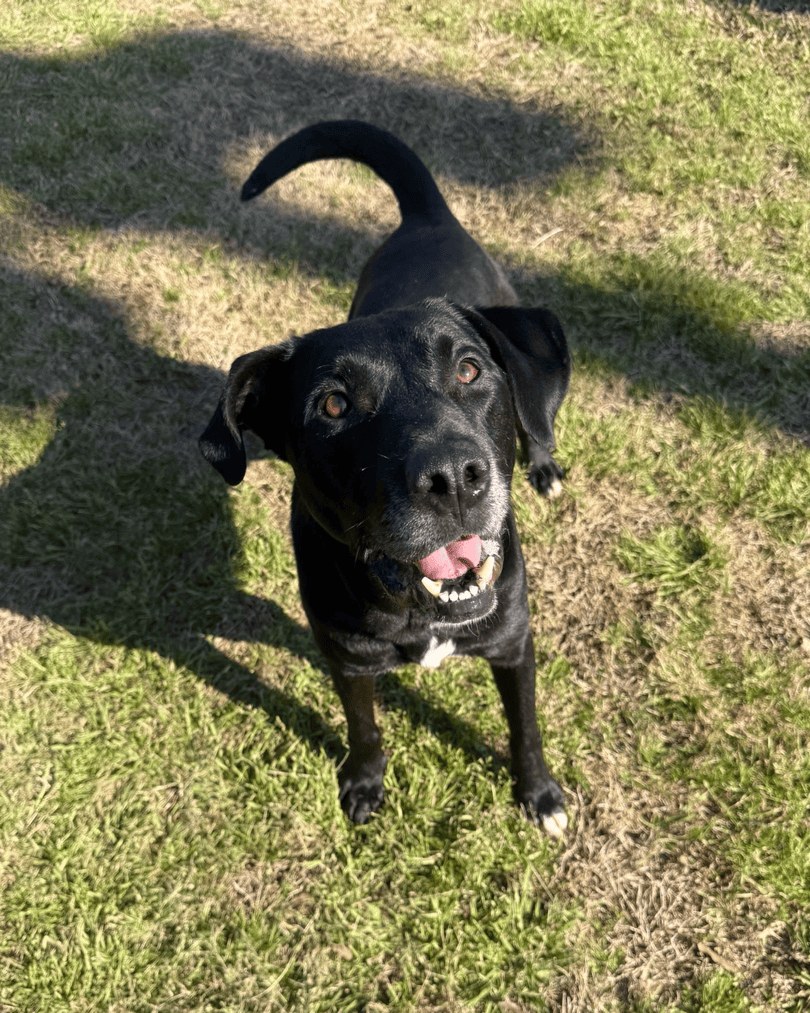 Memphis Humane Society tweet media