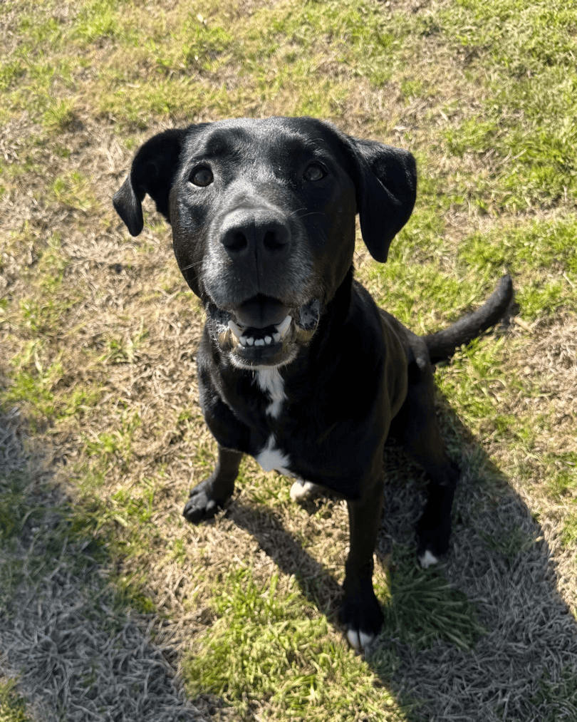 Memphis Humane Society tweet media