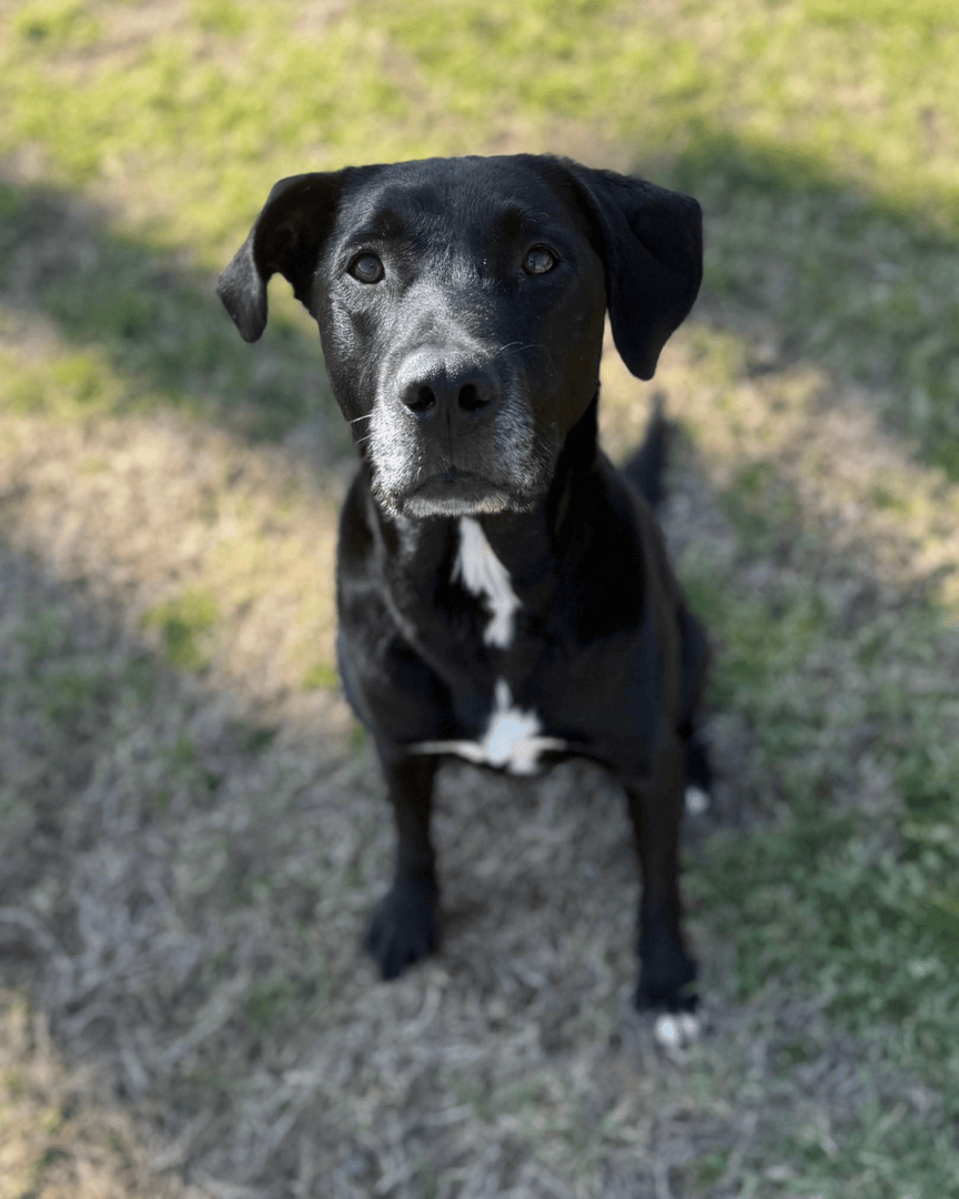 Memphis Humane Society tweet media