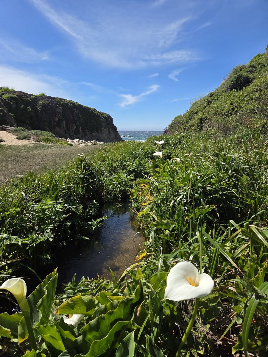 Pelaez2025's tweet image. Grateful for this beautiful day! ##Grateful #exploring #optoutside #neverstopexploring #Scaredycat #spring #sharingaworld #happyinside #wildflower