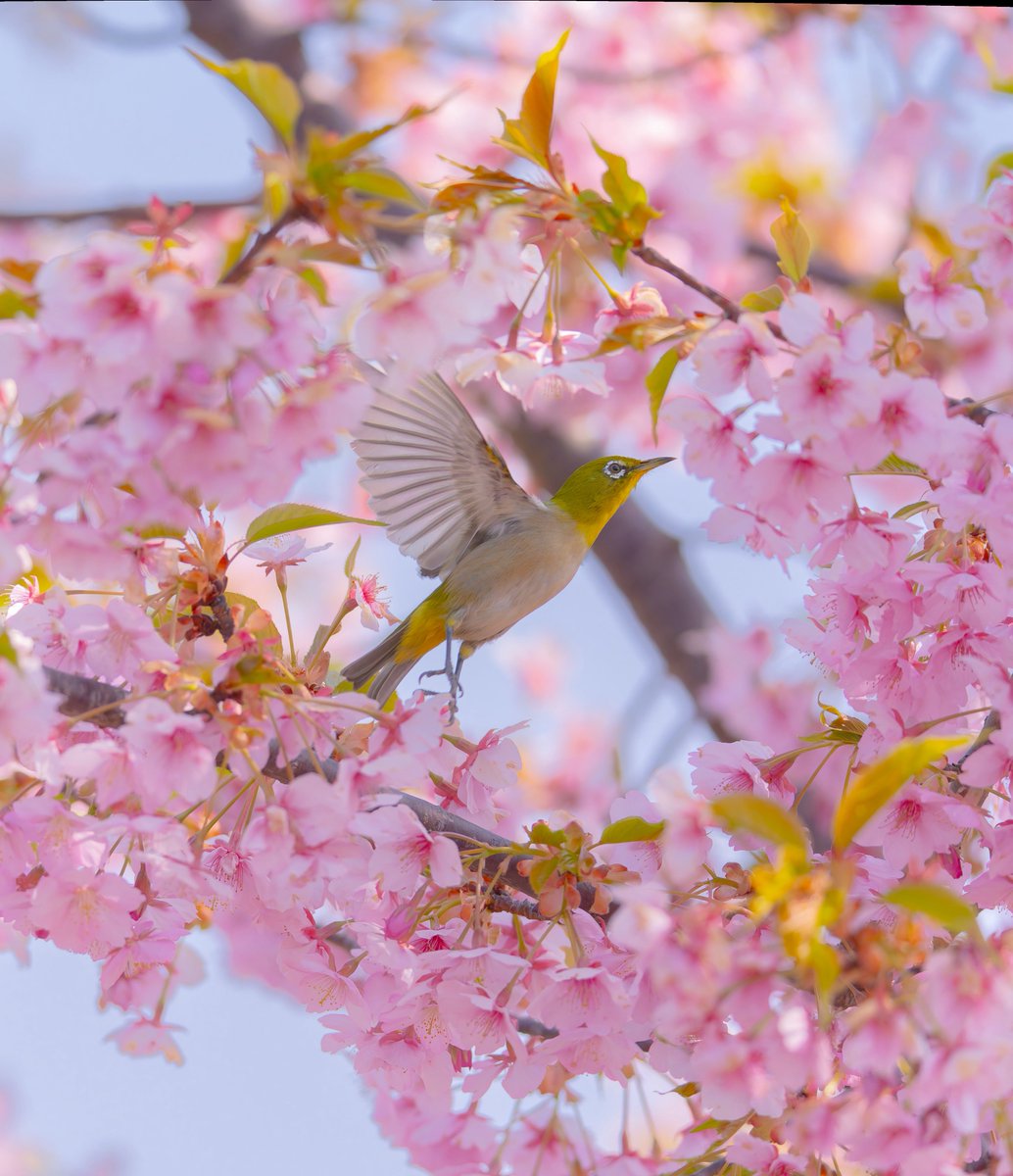 こま🦉🦆🦅 tweet media