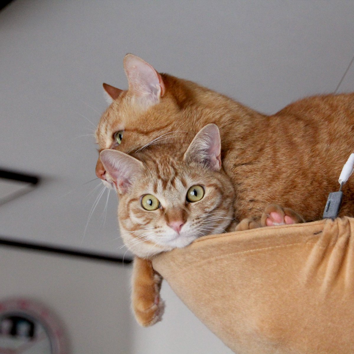 アび🌻山と猫 tweet media