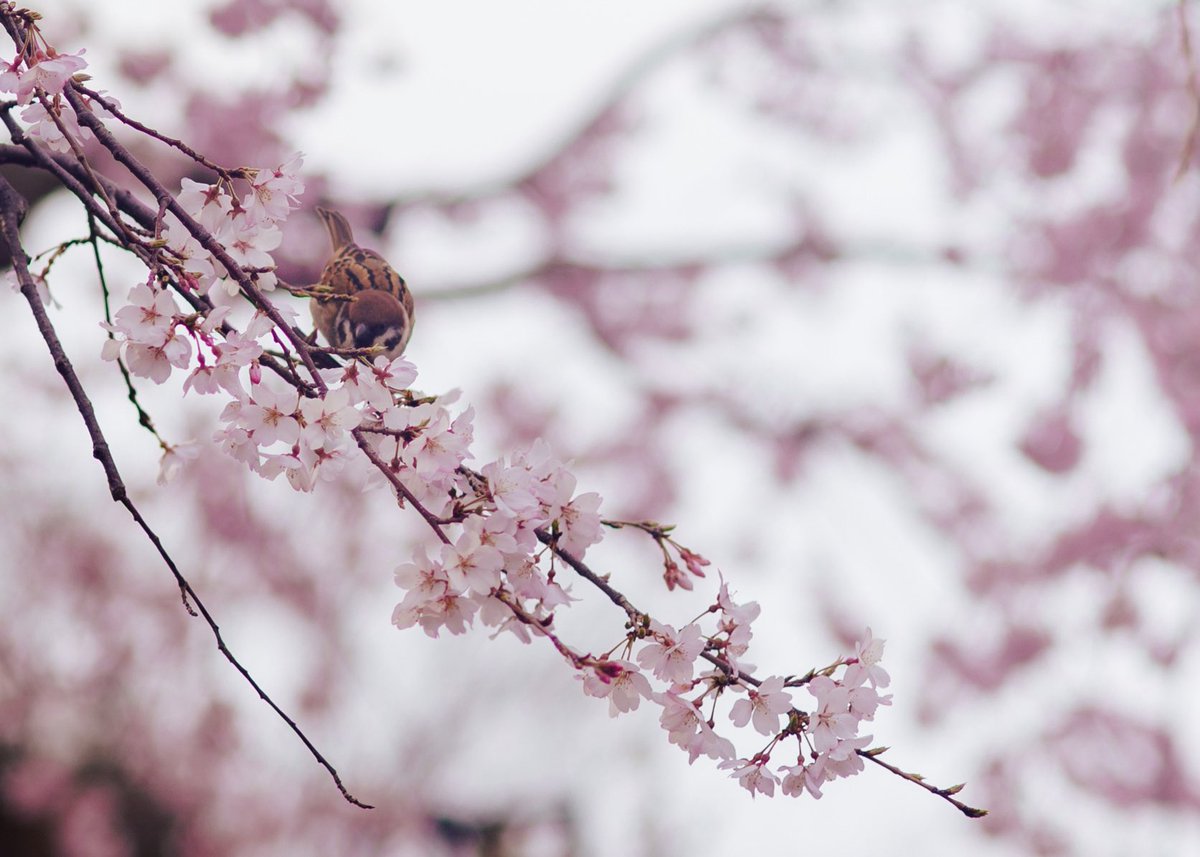 じょー(o314110) tweet media