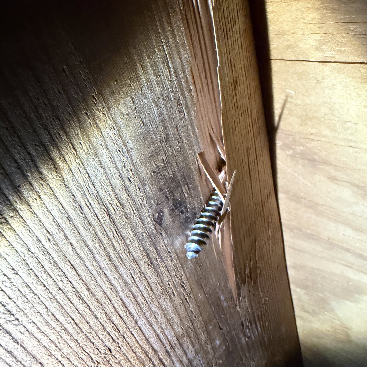 Ashley Rios tweet media