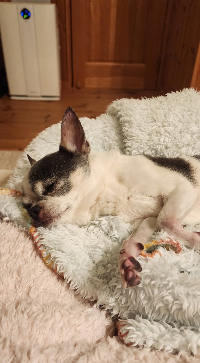 🐼と🐶とパパ tweet media