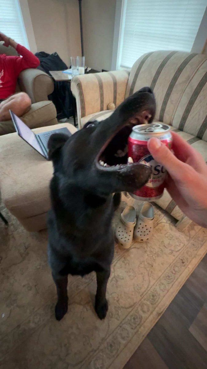 Old Row Pups tweet media