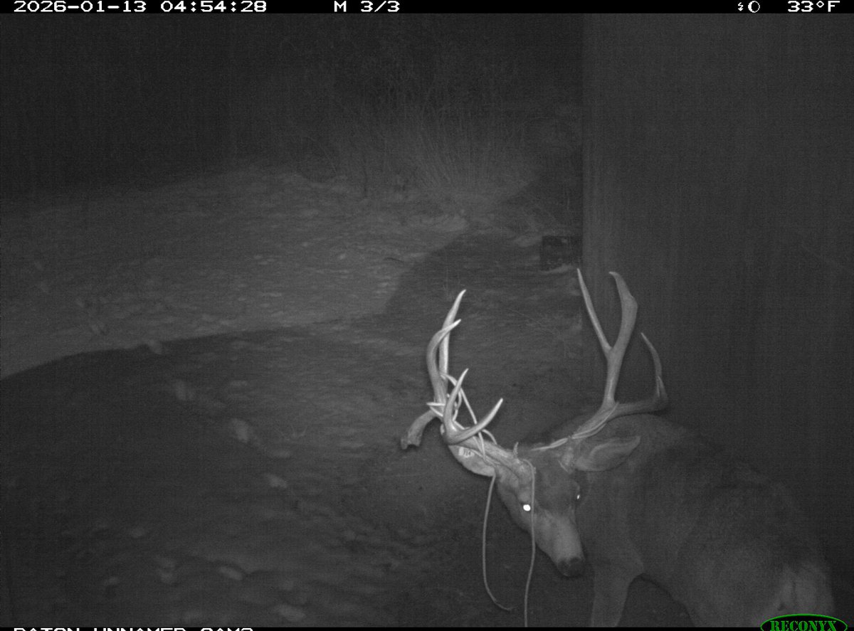 La Picassa tweet media