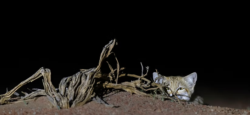 DaysBehindHQ's tweet image. Fun add-on: Sand cats are absolute desert ninjas 🥷🥷 — oversized ears to hear rodents burrowing underground, thick fur on their paws like built-in snow boots for scorching sand, and they get all their water from prey so they rarely drink. Nature’s cutest ghost, eh?