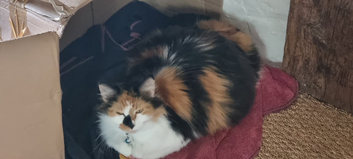 Fan de Marlène tweet media