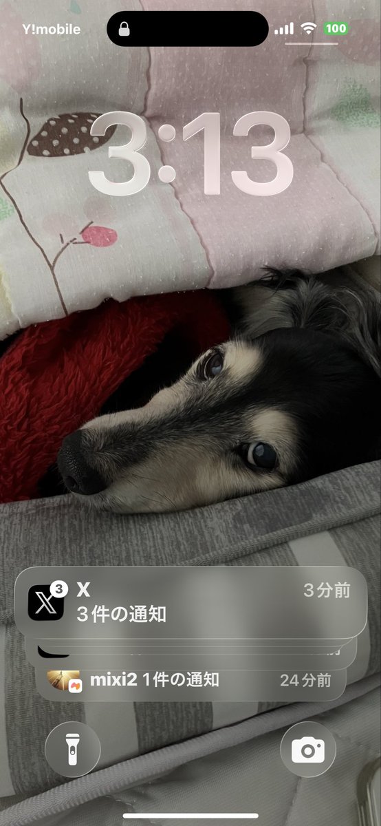 🗿チョコパパ tweet media