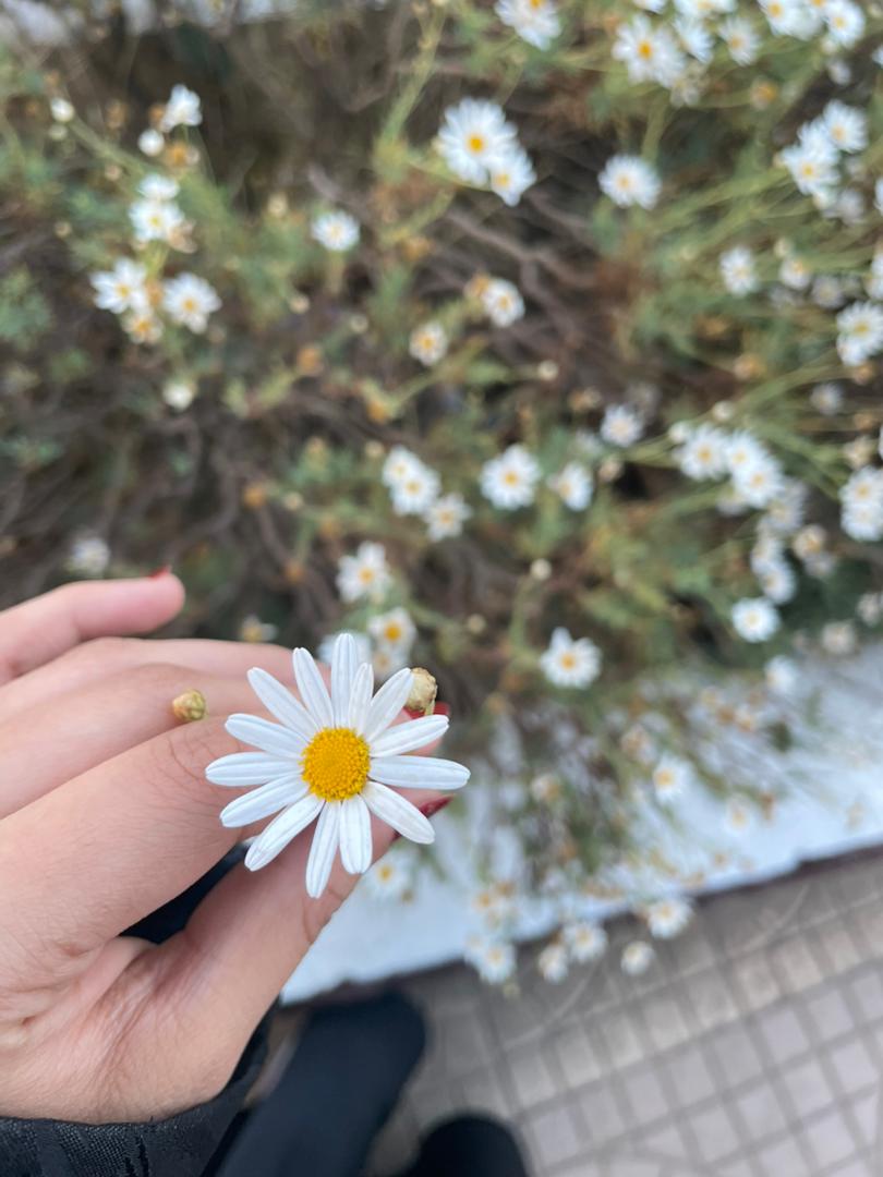 aмεяa tweet media