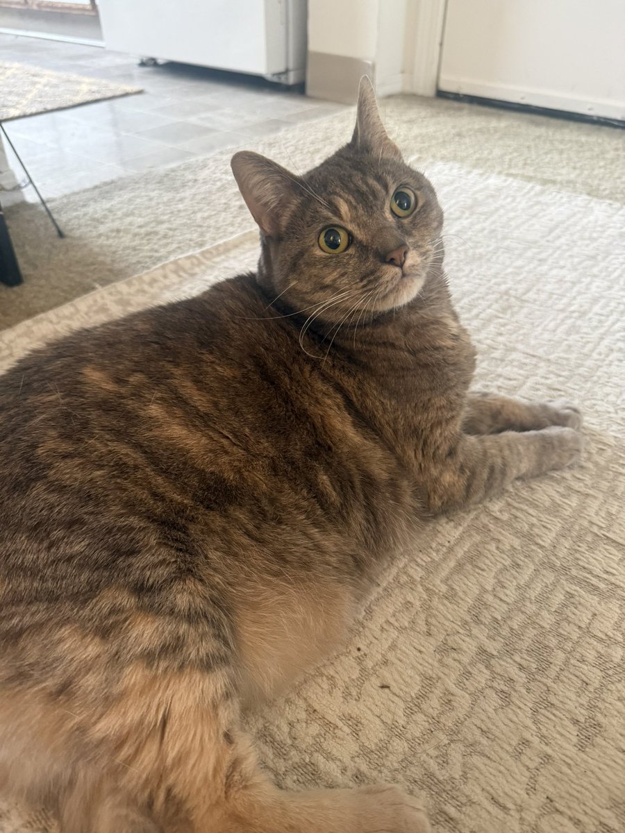 napling trade tweet media