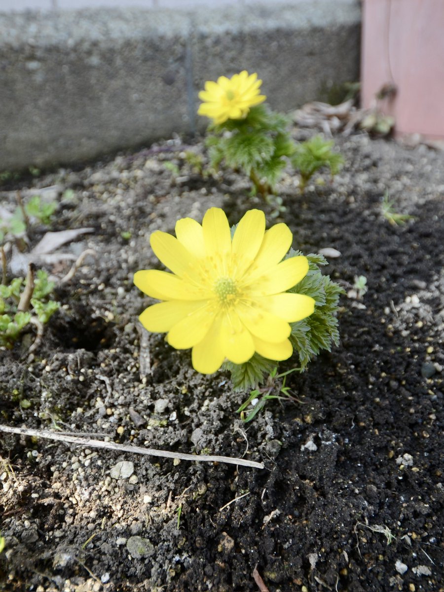 ハゲちゃんぴんフジタ♡ニコカコ( ◠‿◠ ) tweet media