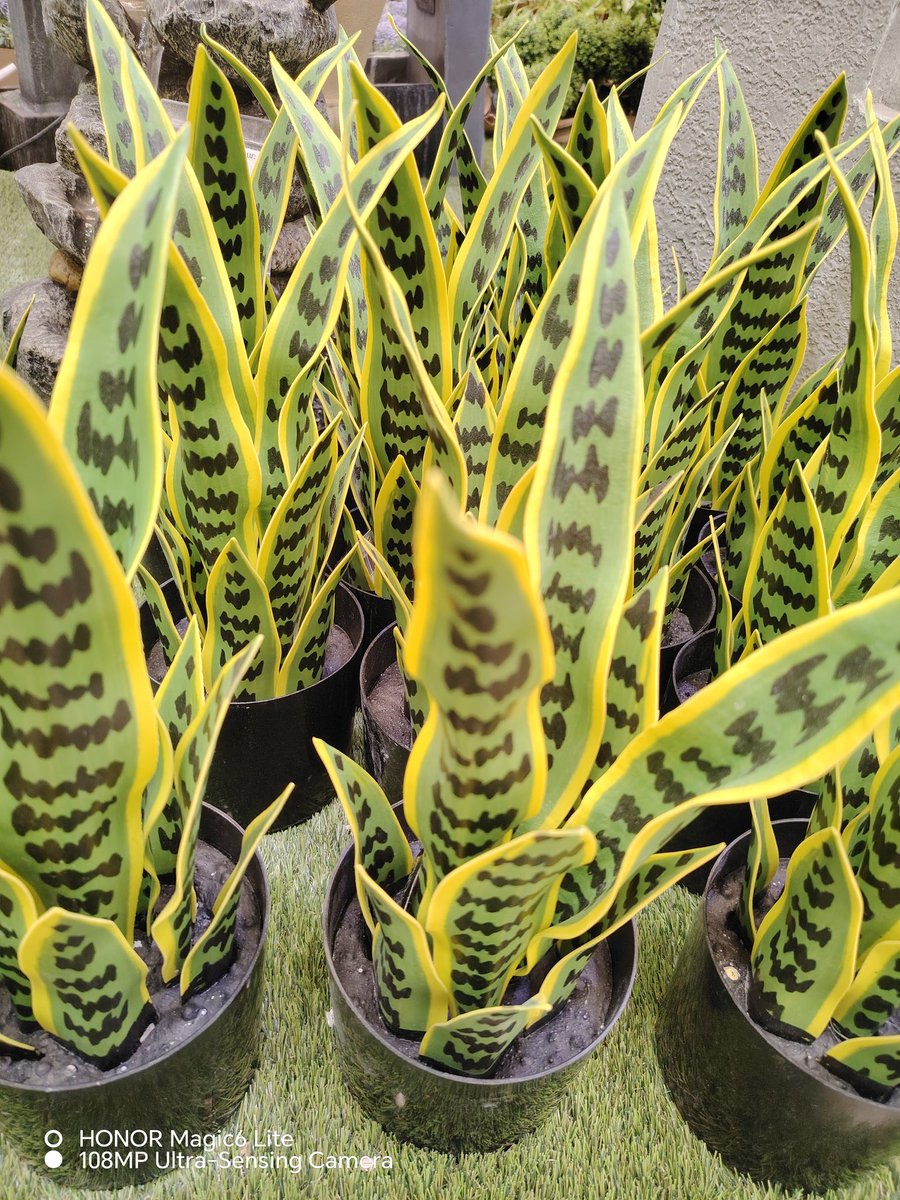 María Beatriz Cano tweet media