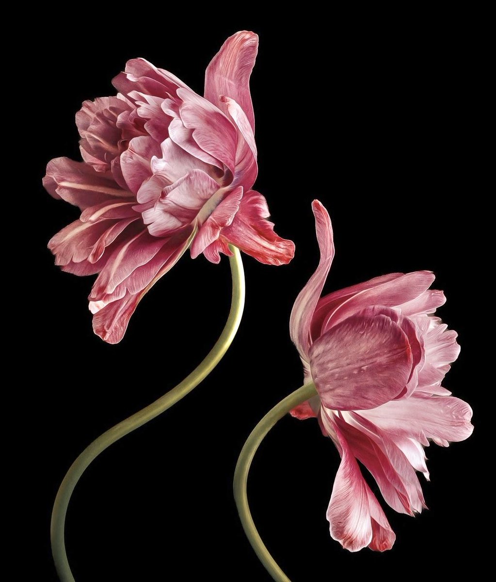 Trifidodarcy tweet media