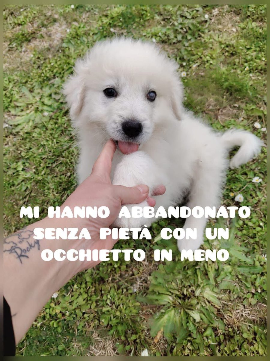 FiorellaArcodi1's tweet photo. 🤍 MI HANNO ABBANDONATO SENZA PIETÀ CON UN OCCHIETTO IN MENO 🤍

Lui si chiama Punch e ha quasi 3 mesi.
Nato indicativamente il 1 Gennaio 2026 
Taglia: Futura Grande (30 kg circa)
È un cagnolino affettuoso, curioso, giocherellone, socievole.

info
📲 Antonella al +393333168587 https://t.co/eRuTIH5fEm