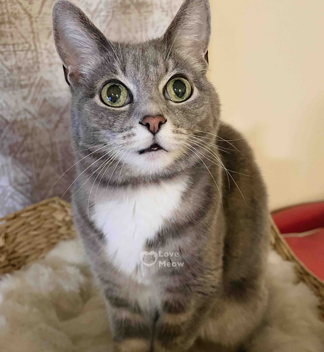 Love Meow tweet media